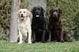 LABRADOR 701